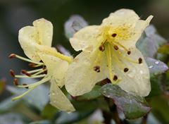 R.lepidostylum